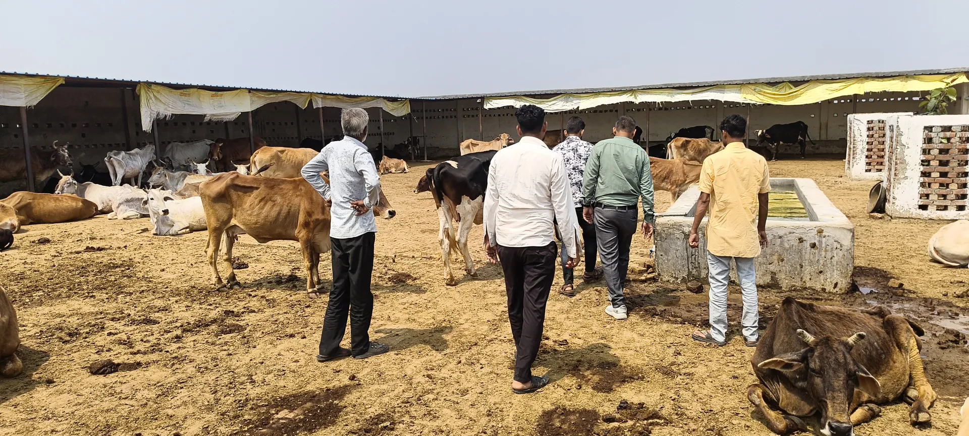 "Protecting and Caring for Every Cow"